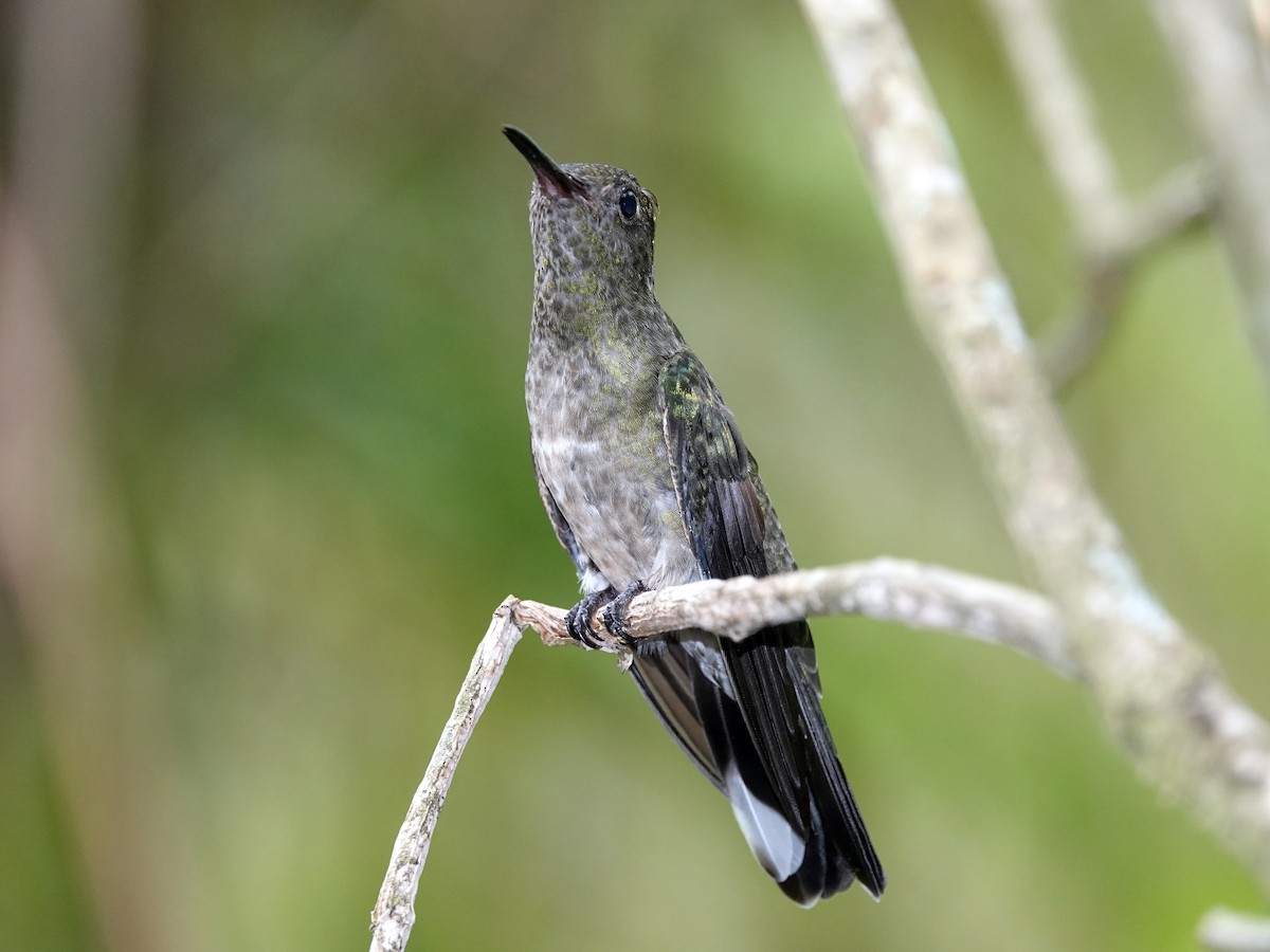 Scaly-breasted Hummingbird - ML621433585