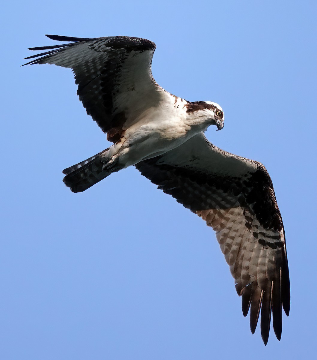 Osprey - ML621433600
