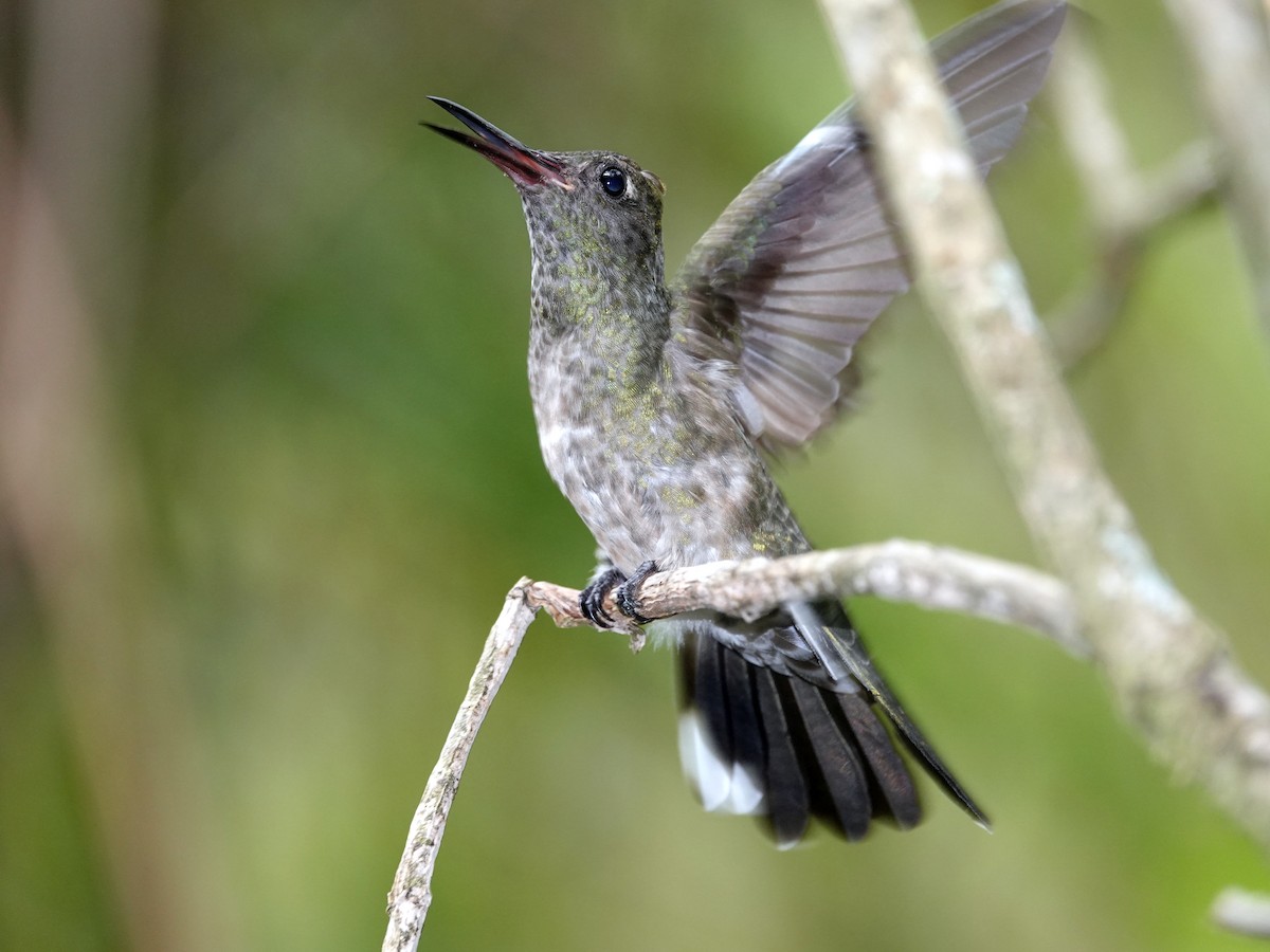 Scaly-breasted Hummingbird - ML621433608