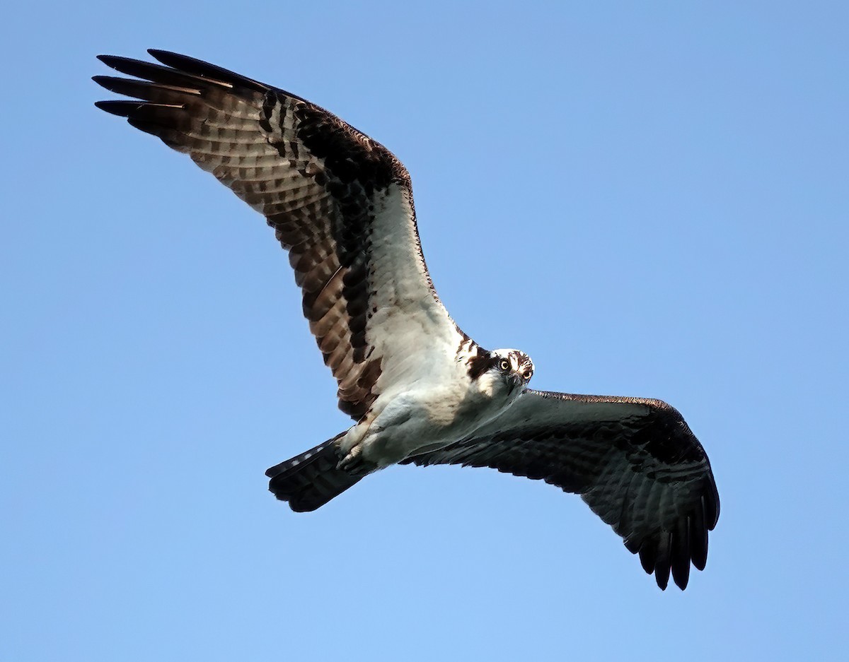 Osprey - ML621433617