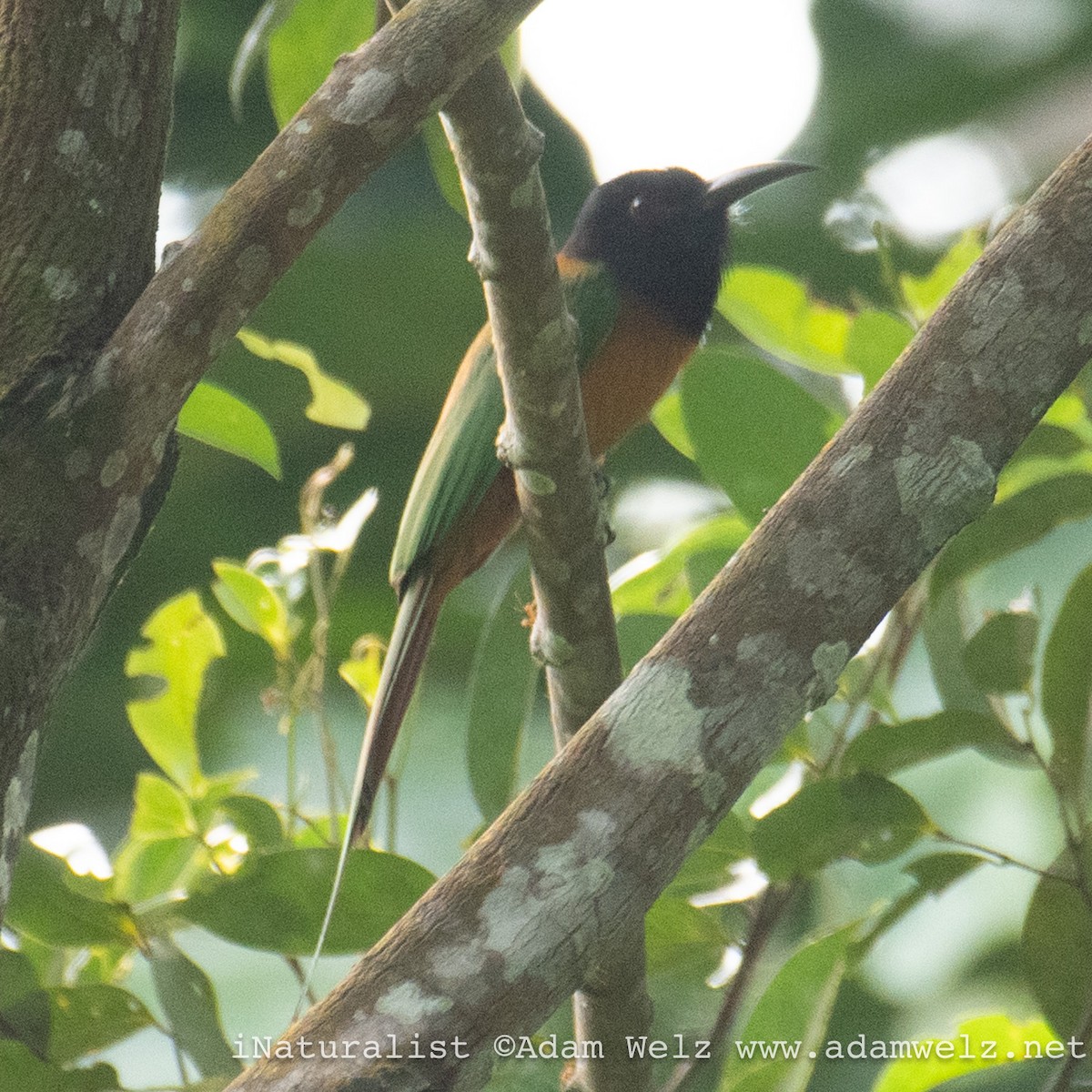 Black-headed Bee-eater - ML621433627