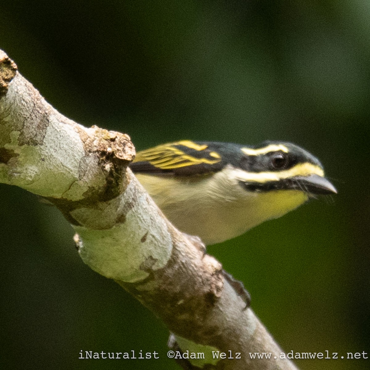 Yellow-throated Tinkerbird - ML621433646