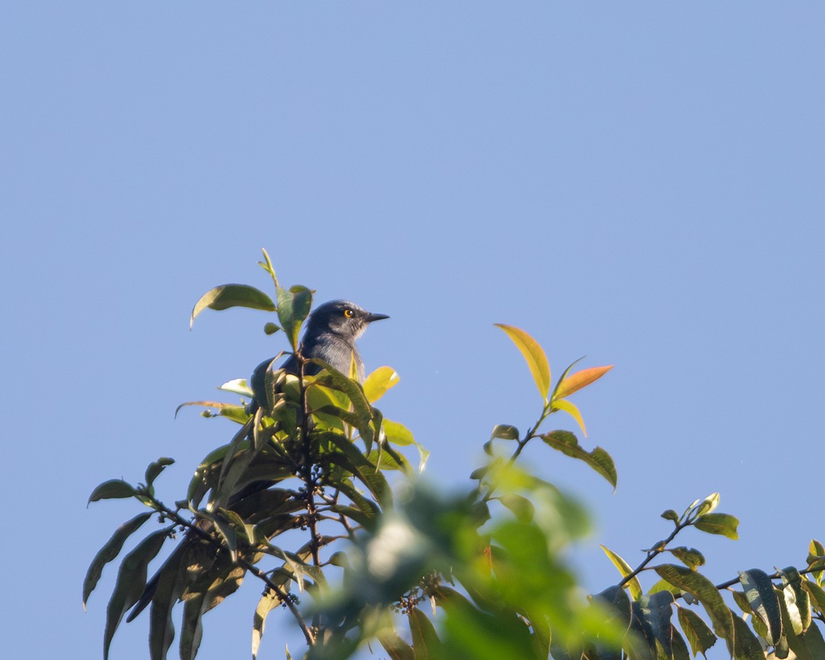 Stuhlmann's Starling - ML621433655