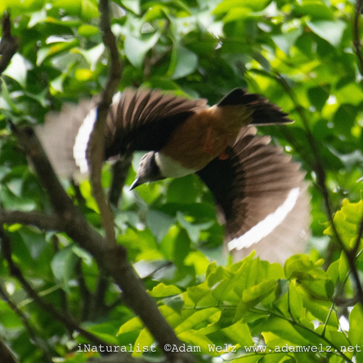 Rufous-bellied Helmetshrike - ML621433659