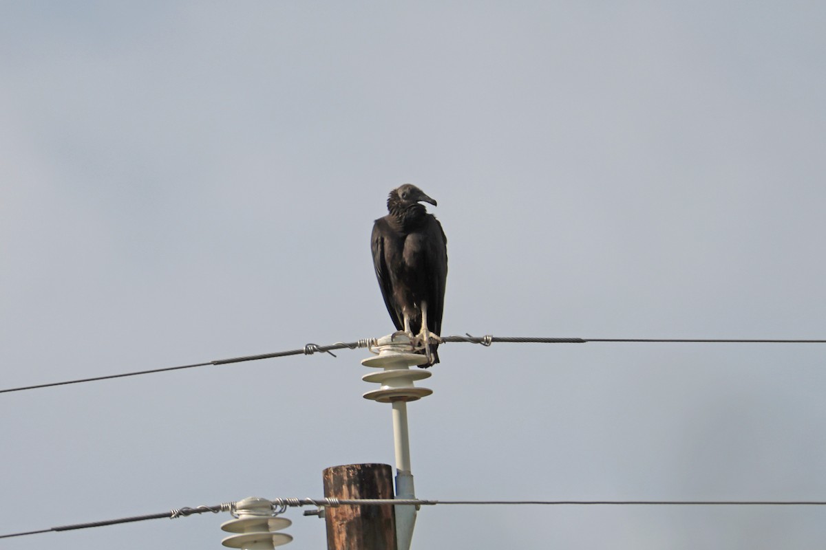 Black Vulture - ML621433697