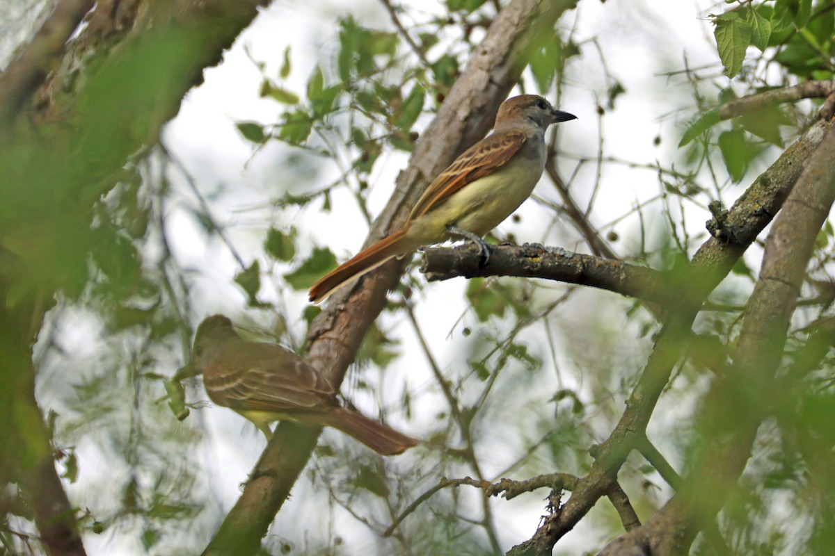 Brown-crested Flycatcher - ML621433709