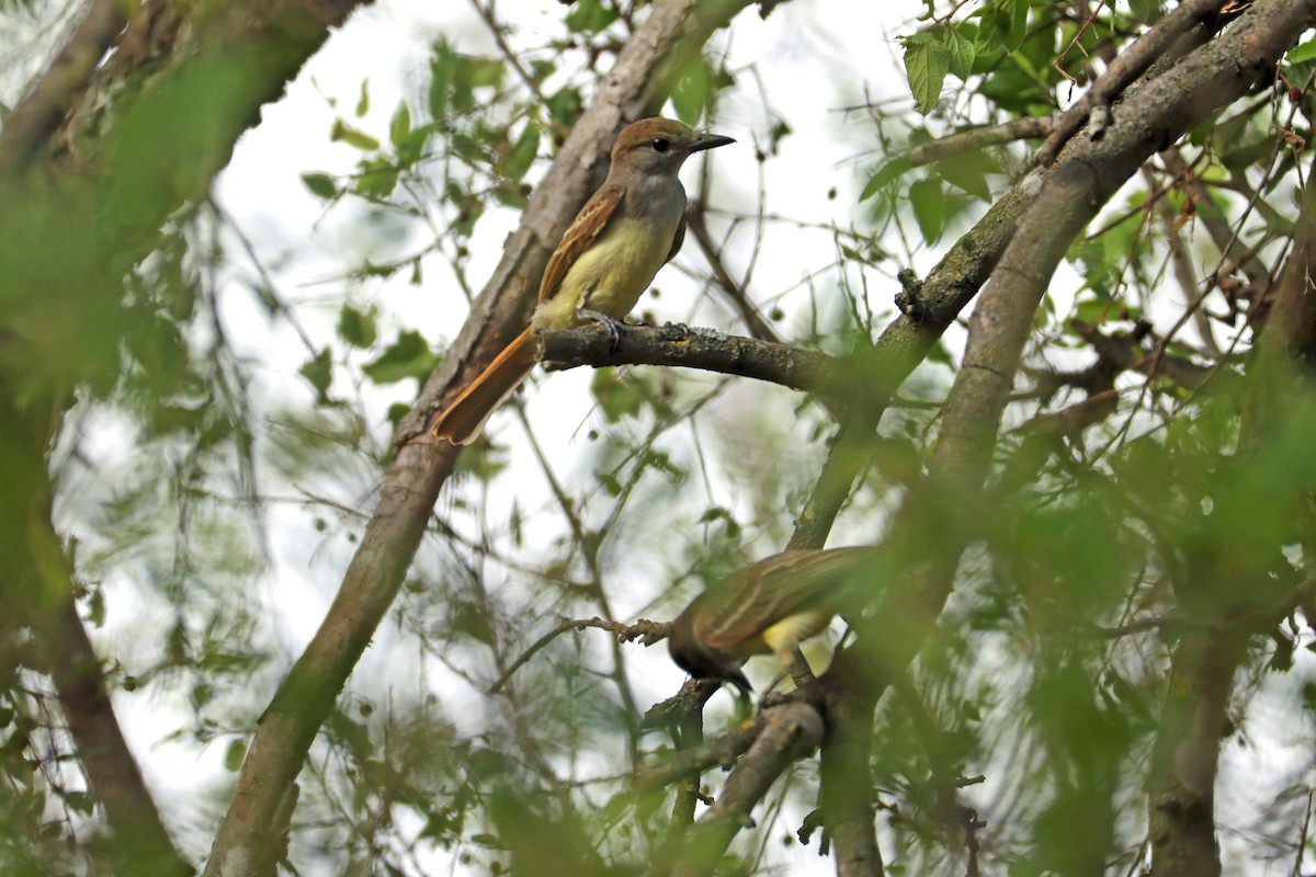 Brown-crested Flycatcher - ML621433710