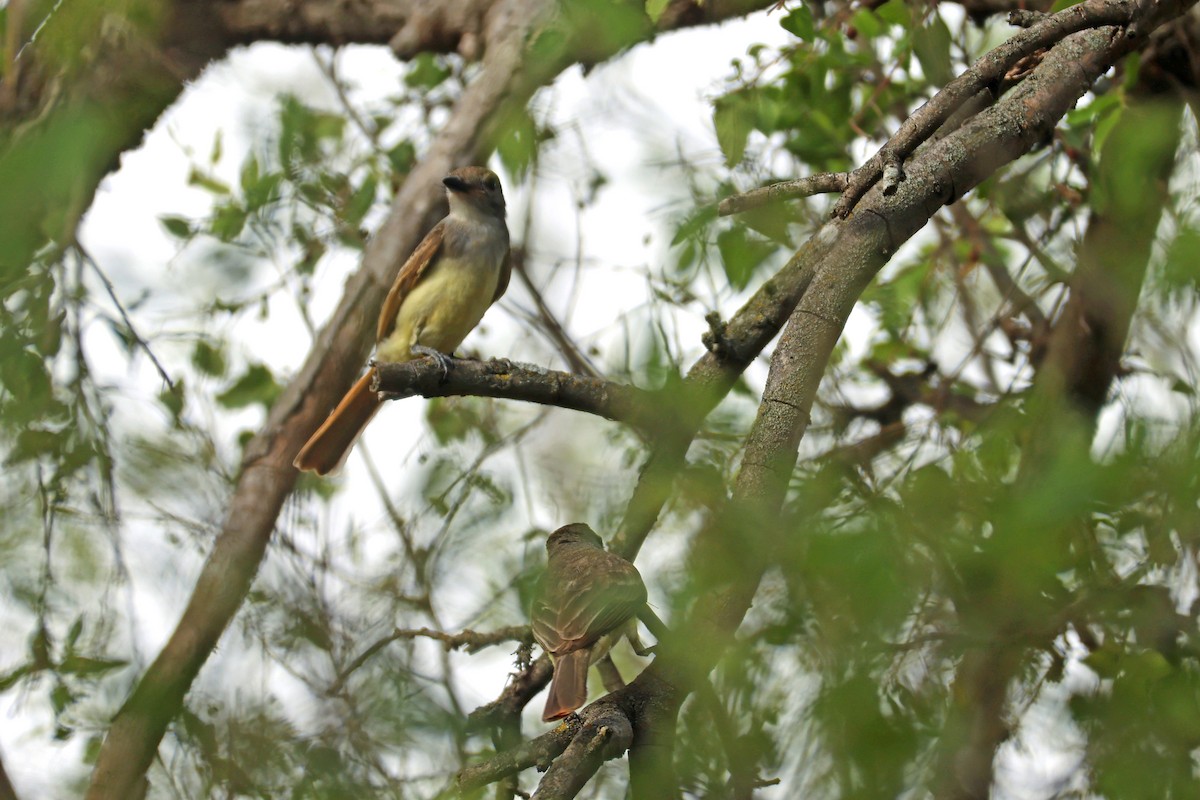 Brown-crested Flycatcher - Larry Van Buren