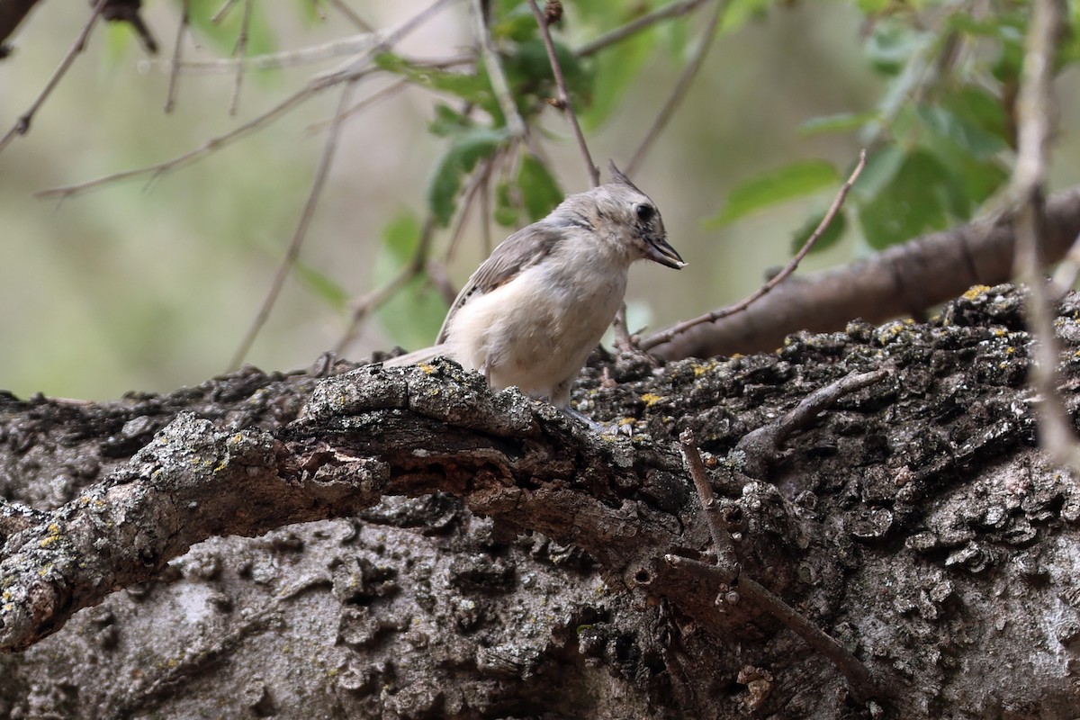 Black-crested Titmouse - ML621433718