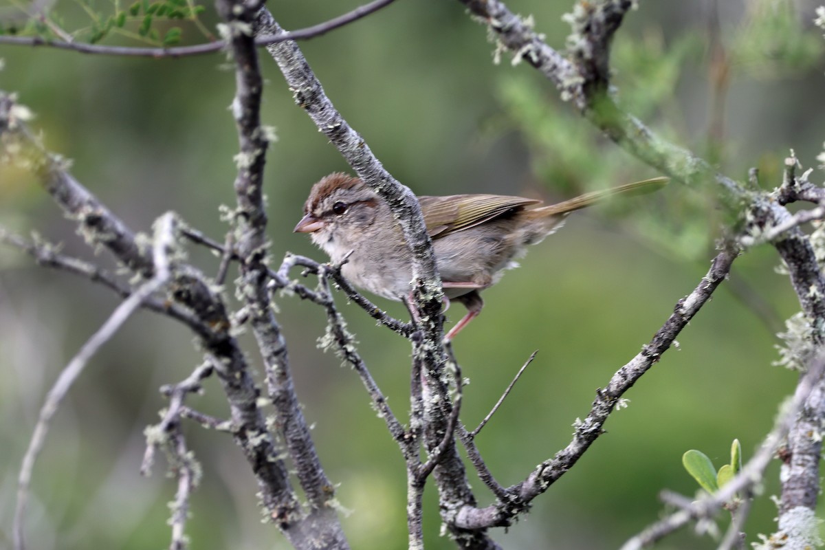 Olive Sparrow - ML621433725