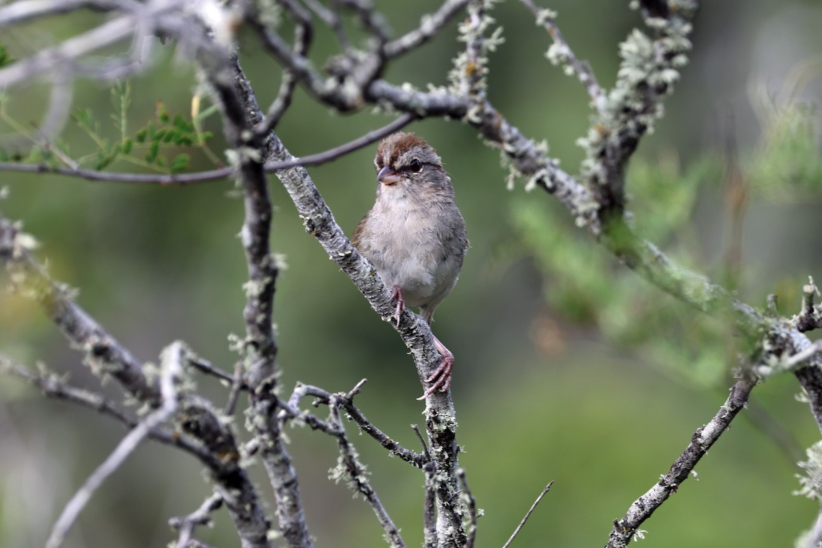 Olive Sparrow - ML621433726