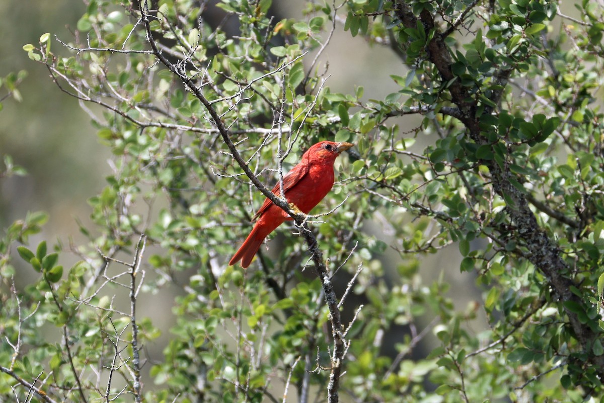 Summer Tanager - Larry Van Buren