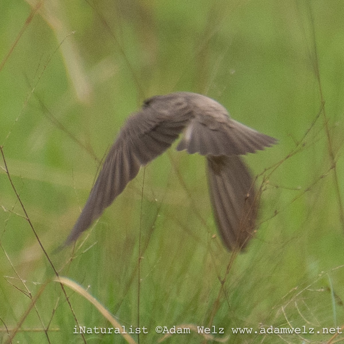 Banded Martin - ML621433746