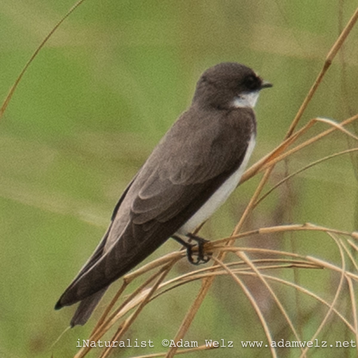 Banded Martin - ML621433748