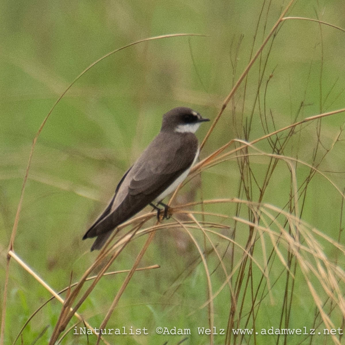 Banded Martin - ML621433749