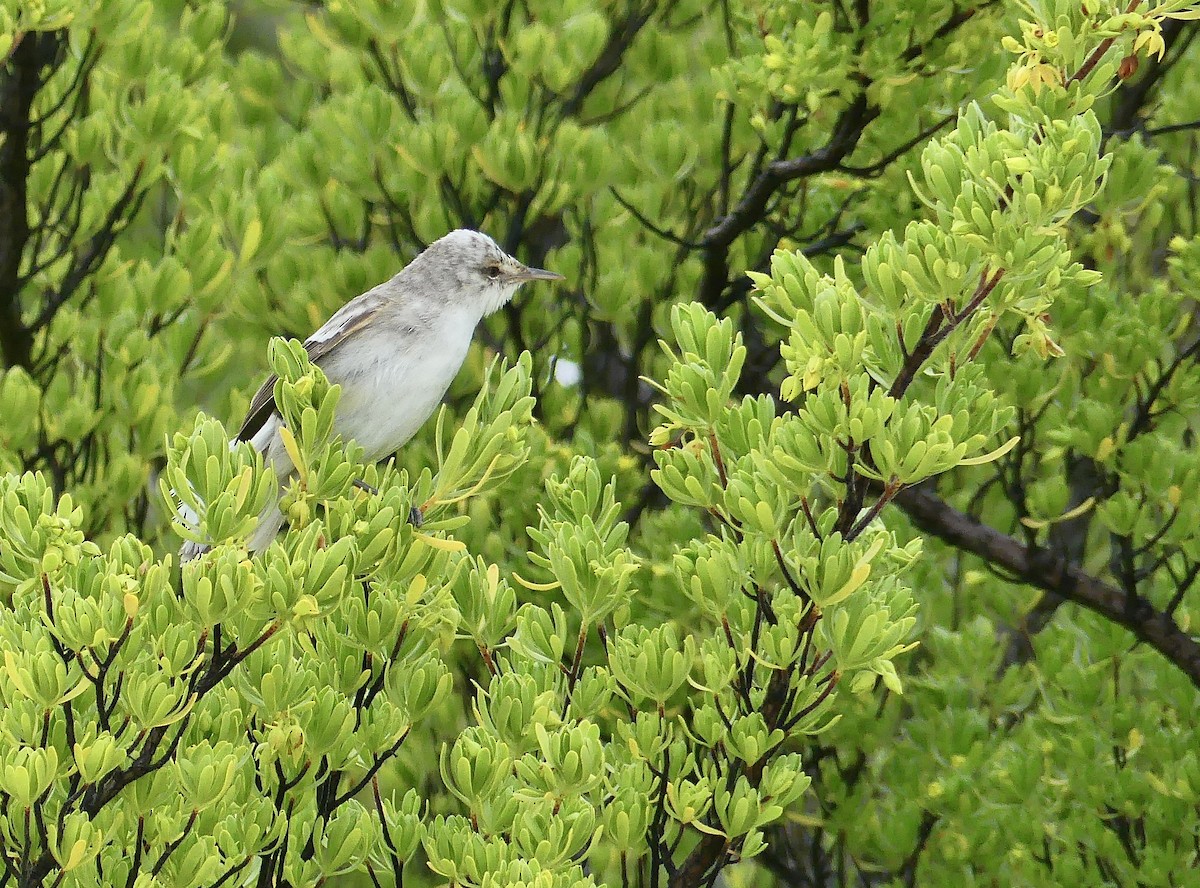 Henderson Island Reed Warbler - ML621433750