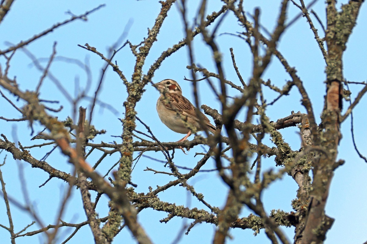 Lark Sparrow - ML621433762