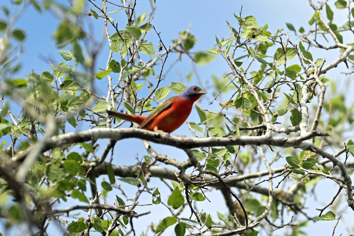 Painted Bunting - ML621433766