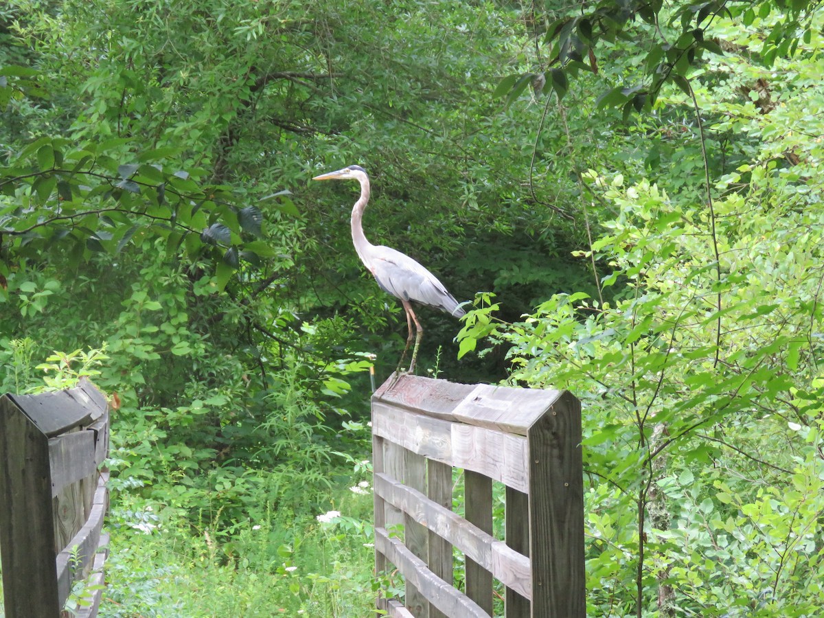 Great Blue Heron - ML621433793