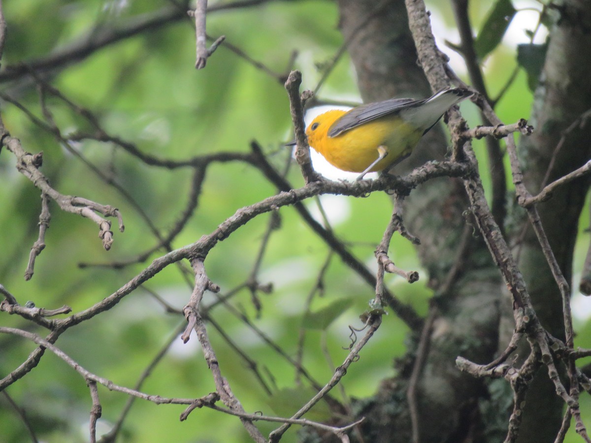 Prothonotary Warbler - ML621433824