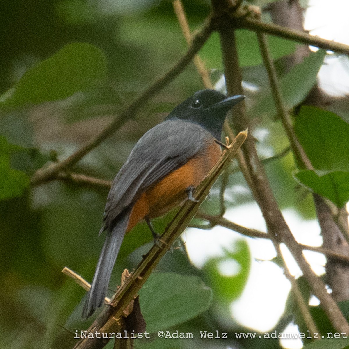 Black-headed Paradise-Flycatcher (Tricolored) - ML621433919