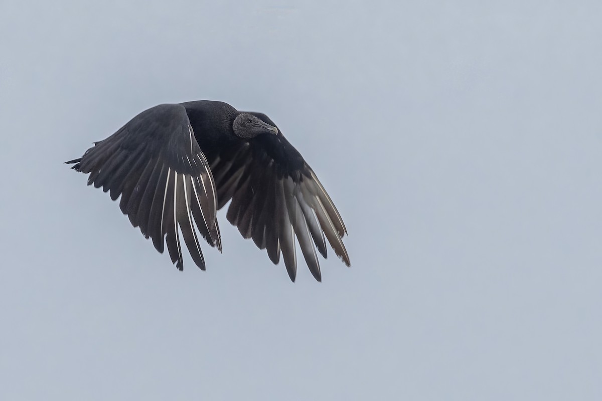 Black Vulture - ML621434073