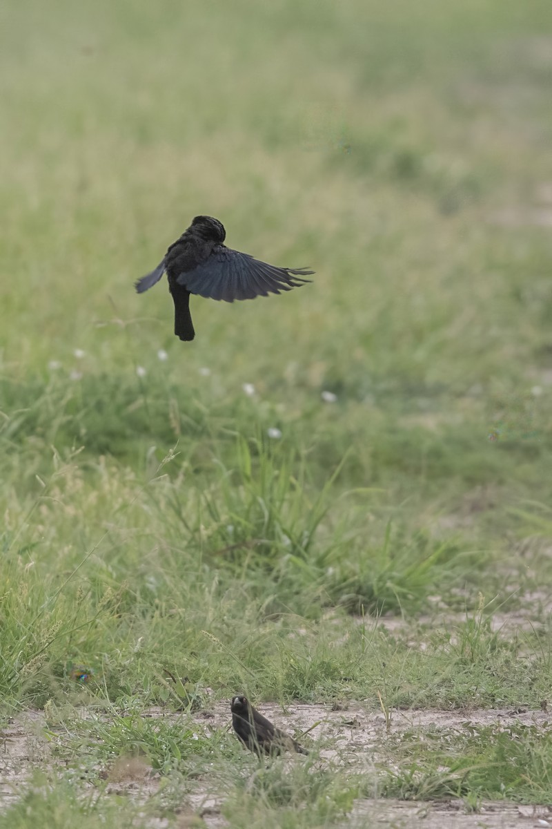 Bronzed Cowbird - ML621434079