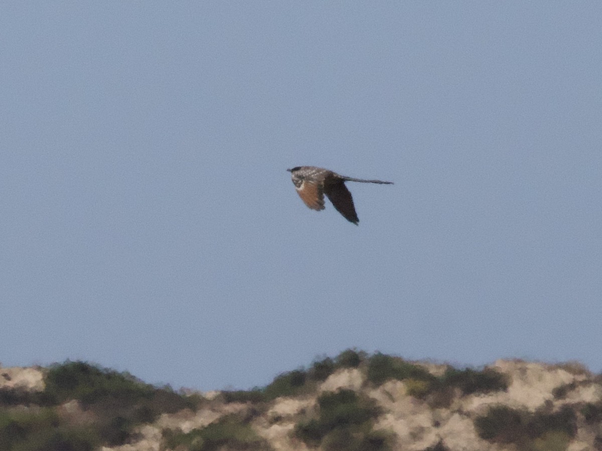 Great Spotted Cuckoo - ML621434090