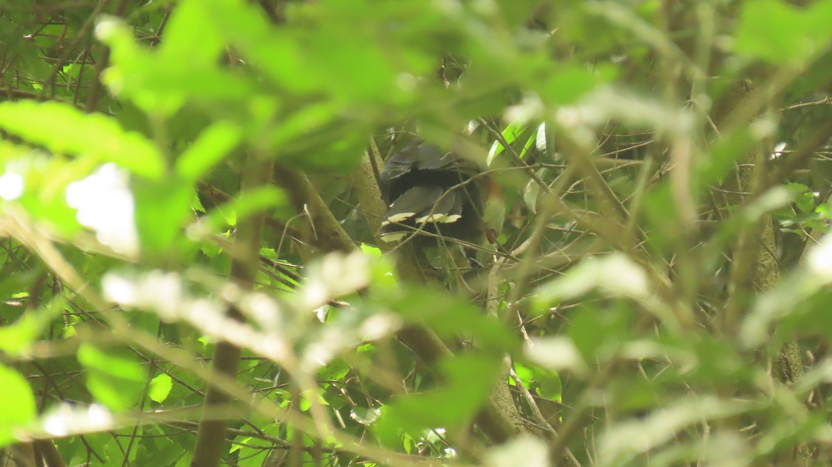 Scale-feathered Malkoha - ML621434125