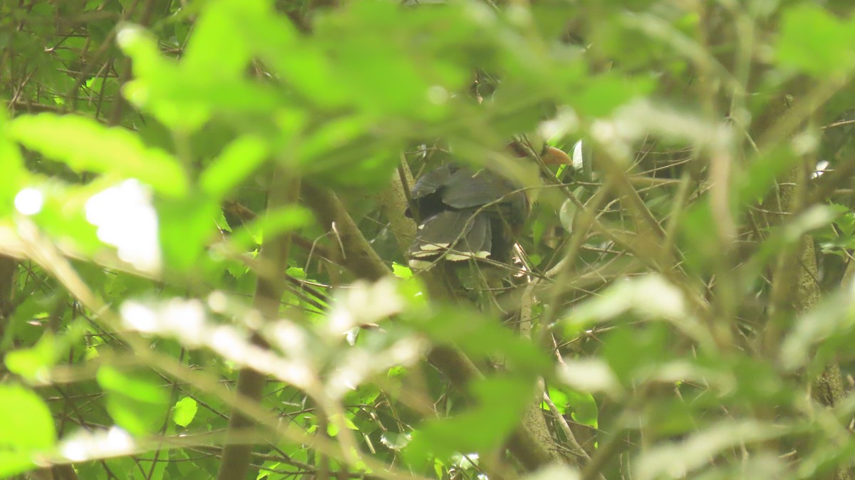 Scale-feathered Malkoha - ML621434126