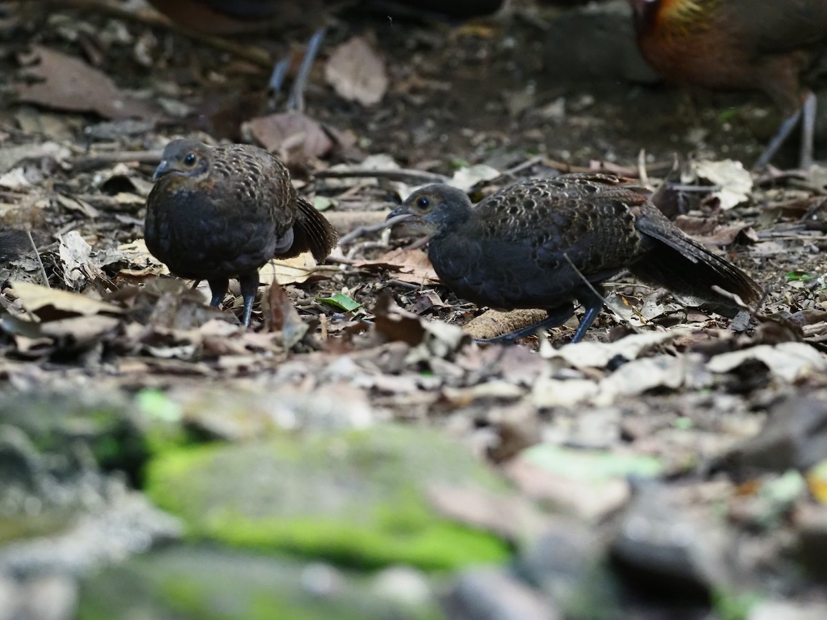 Gray Peacock-Pheasant - ML621434321