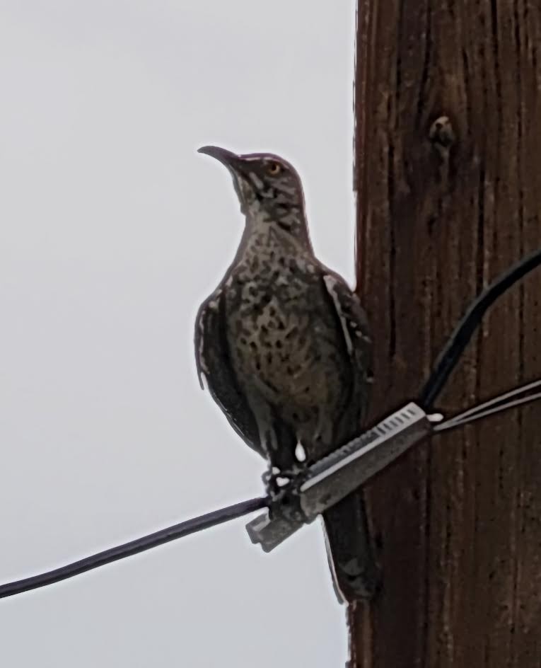 Curve-billed Thrasher - ML621434327