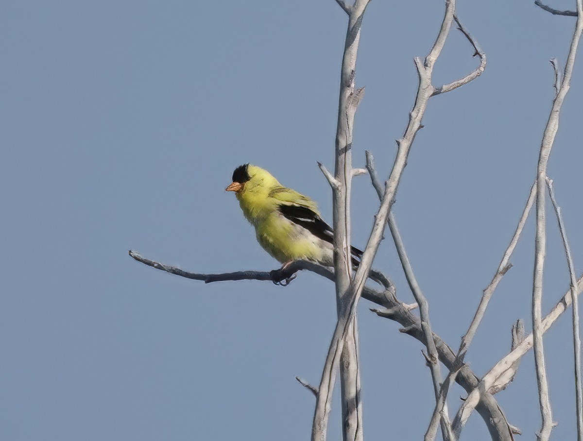 American Goldfinch - ML621434403