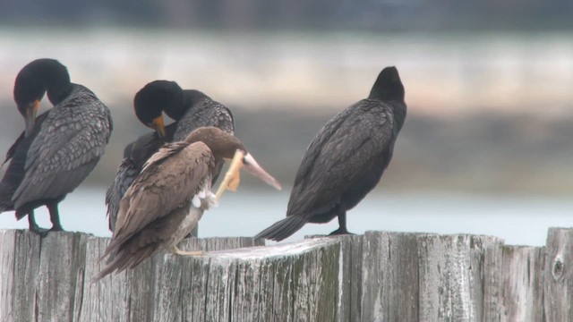 Brown Booby - ML621434430