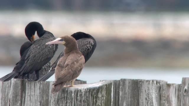 Brown Booby - ML621434433