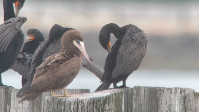 Brown Booby - ML621434434