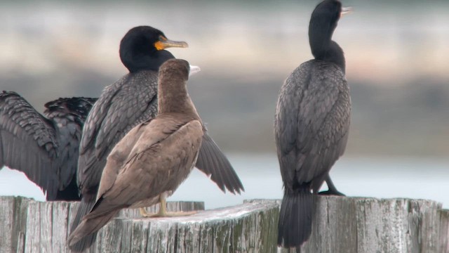 Brown Booby - ML621434435