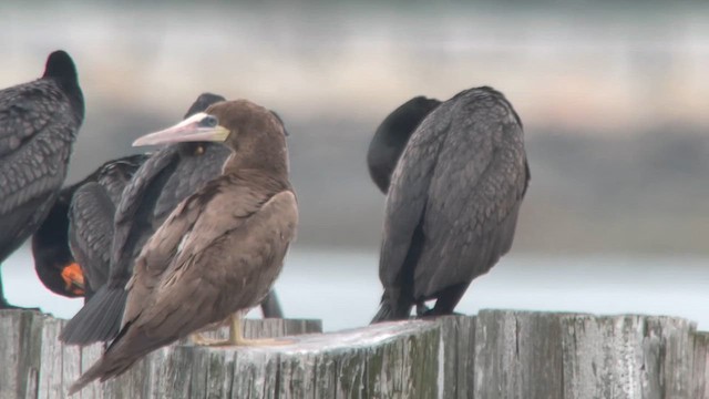 Brown Booby - ML621434436