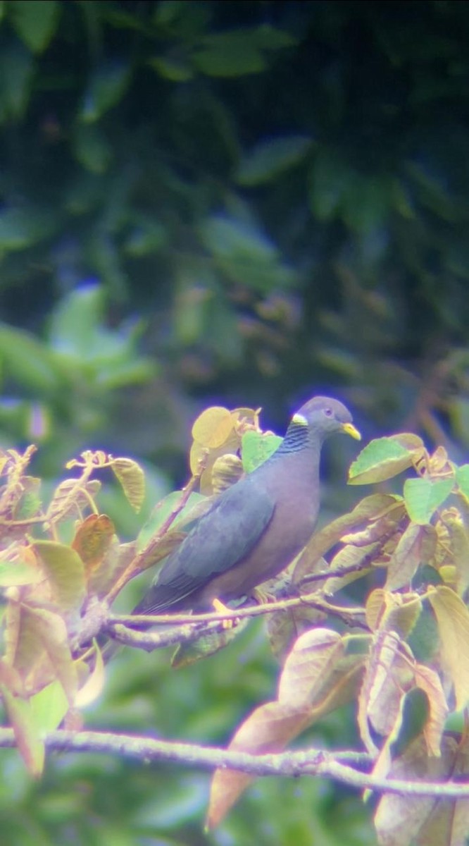 Band-tailed Pigeon - ML621434530