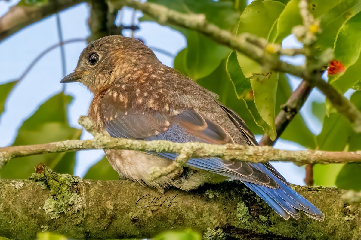 Eastern Bluebird - ML621434560