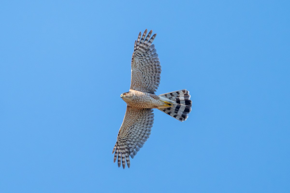 Cooper's Hawk - Joe Mahaffey