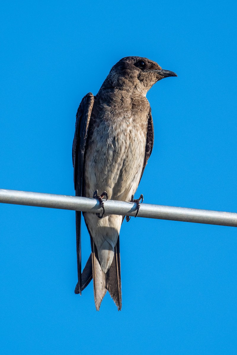 Purple Martin - Joe Mahaffey