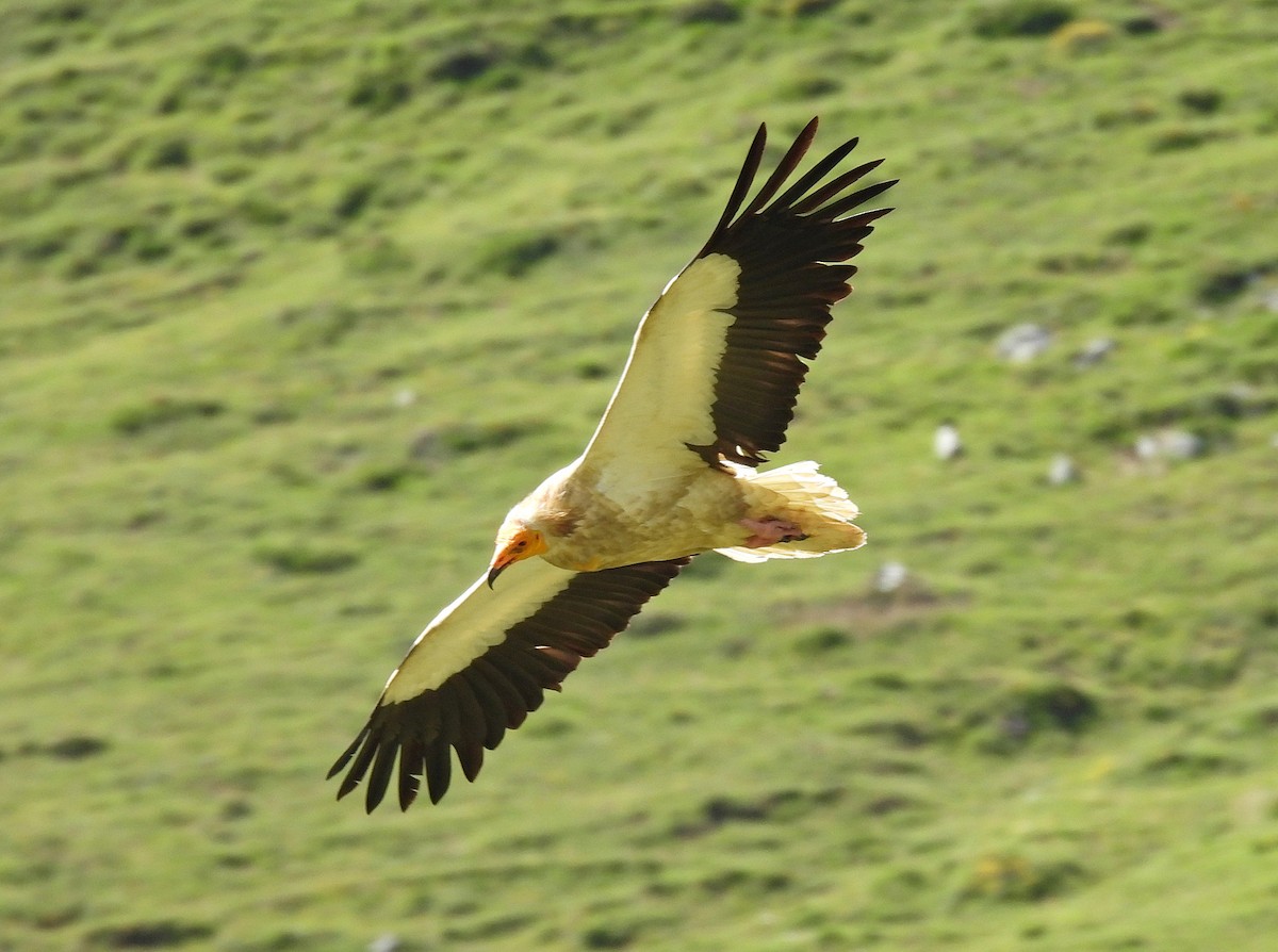 Egyptian Vulture - ML621434606