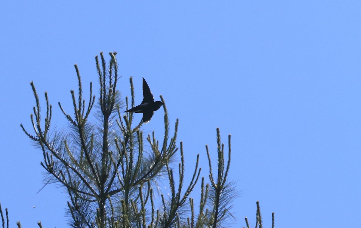 Silver-backed Needletail - Allen Lyu