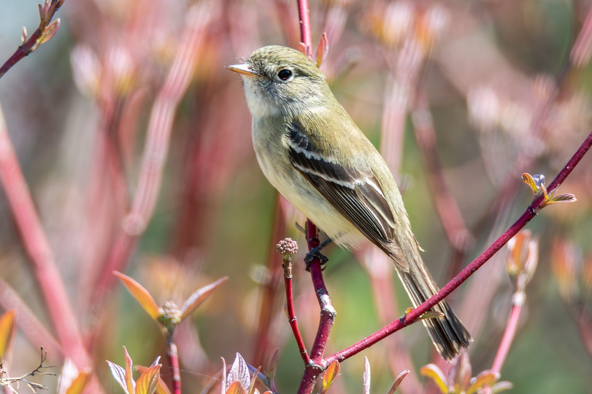 Least Flycatcher - ML621434745