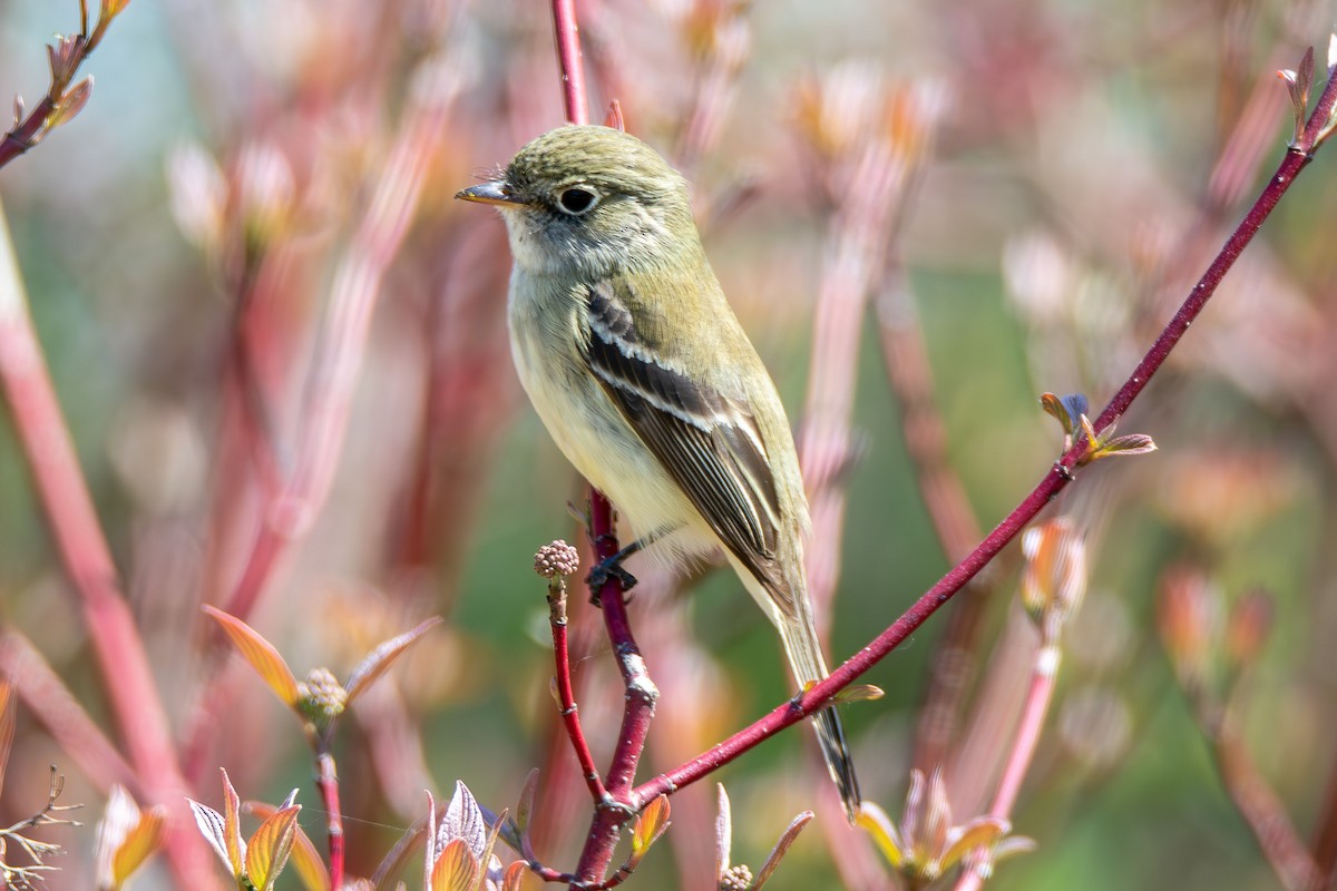 Least Flycatcher - ML621434746