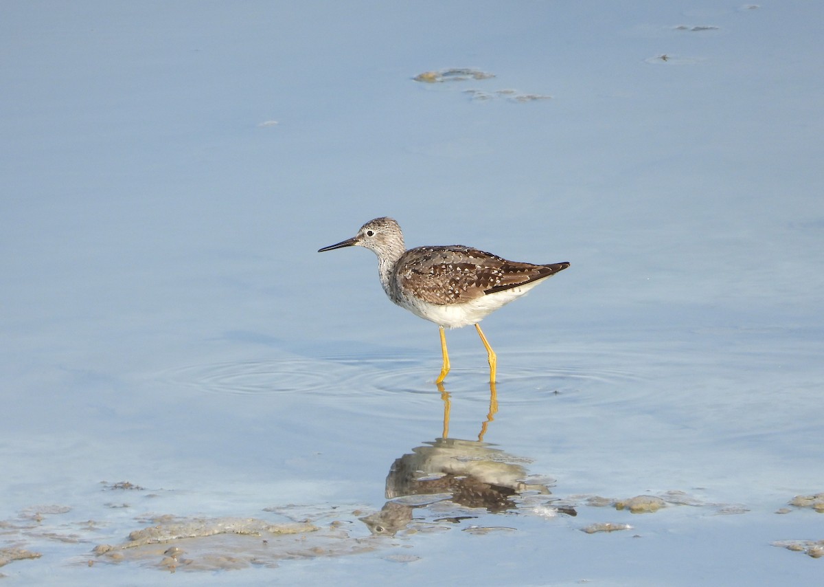 Lesser Yellowlegs - ML621434819