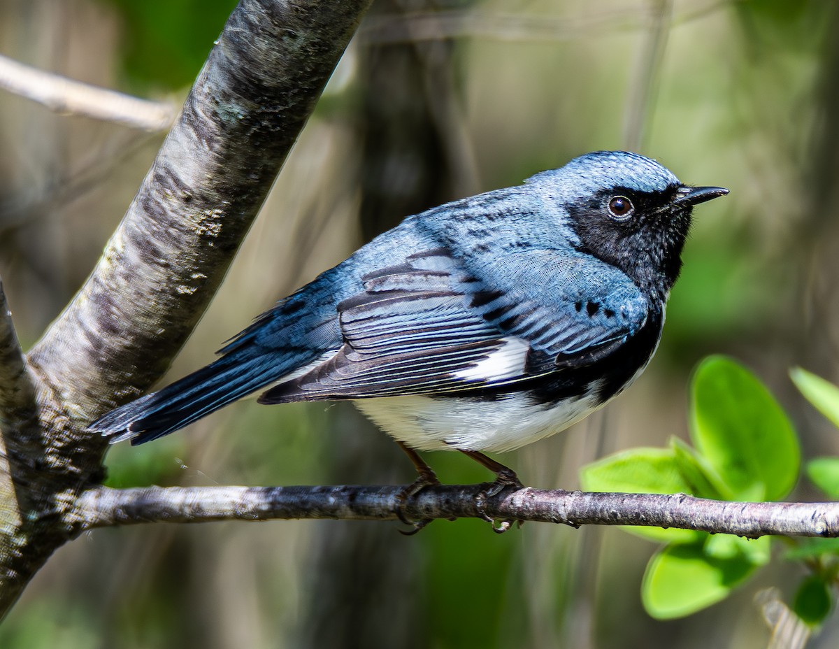 Black-throated Blue Warbler - ML621435019