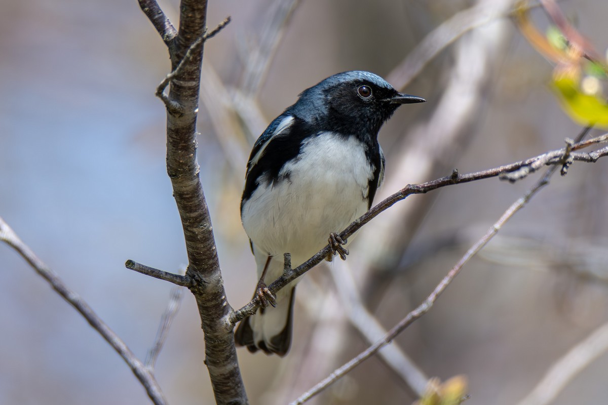 Black-throated Blue Warbler - ML621435033