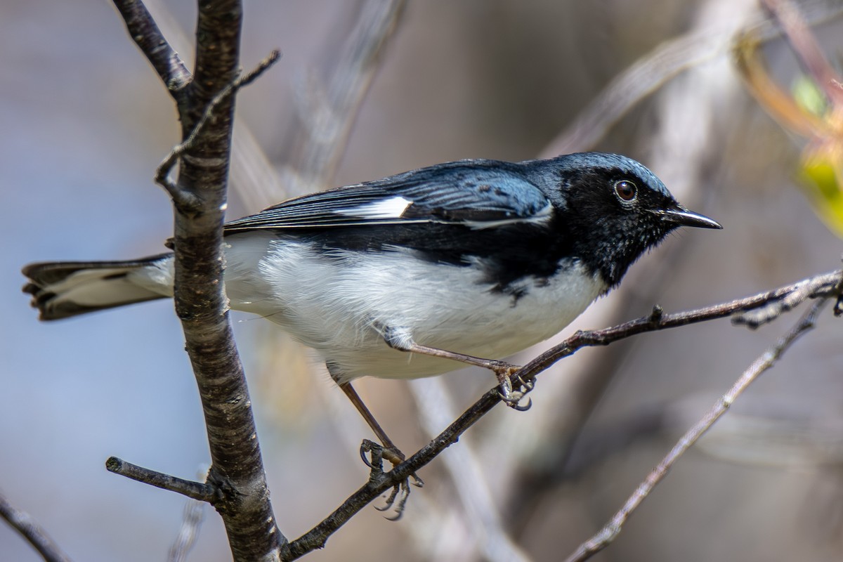 Black-throated Blue Warbler - ML621435034